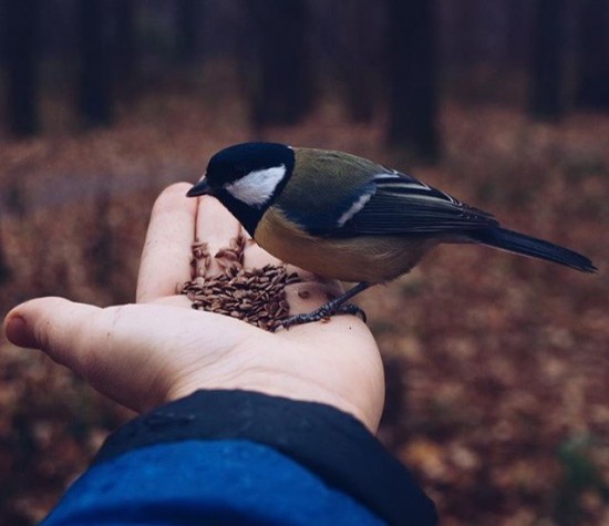 В Воронцовском парке установили кормушки для птиц 