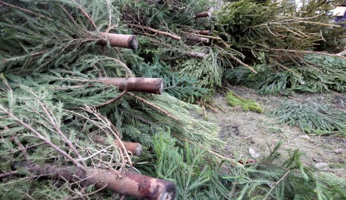 Более 600 новогодних деревьев доставили жители Обручевского района на пункты спецприема