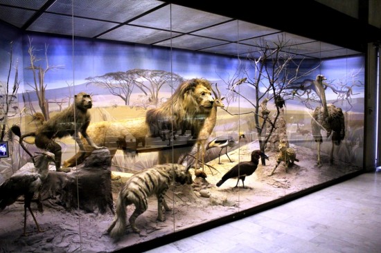 Дарвиновский музей представил новую виртуальную выставку
