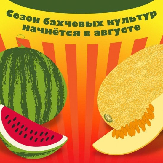 В августе начнётся сезон бахчевых культур