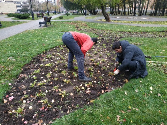 В Обручевском районе завершили высадку луковичных культур