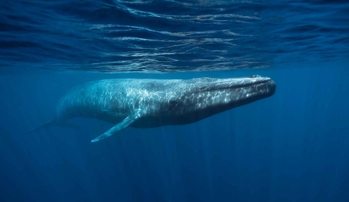 Экологи расскажут о китах, дельфинах и ластоногих млекопитающих