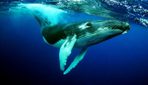 Участники экологической лекции узнают, что общего у кита с подводной лодкой