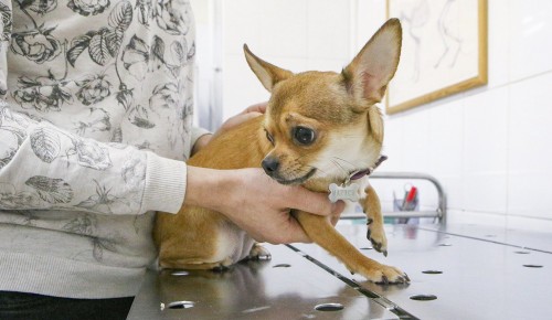 Завтра в Теплом Стане пройдет бесплатная вакцинация домашних животных от бешенства