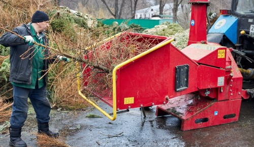 Москвичи в пункты приема сдали более 22 тысяч ёлок