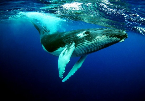Участники экологической лекции узнают, что общего у кита с подводной лодкой