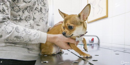 Завтра в Теплом Стане пройдет бесплатная вакцинация домашних животных от бешенства