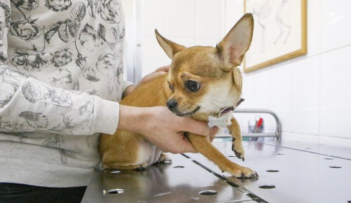 Завтра в Теплом Стане пройдет бесплатная вакцинация домашних животных