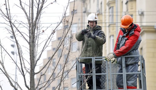 В Теплом Стане проведут санитарную обрезку деревьев