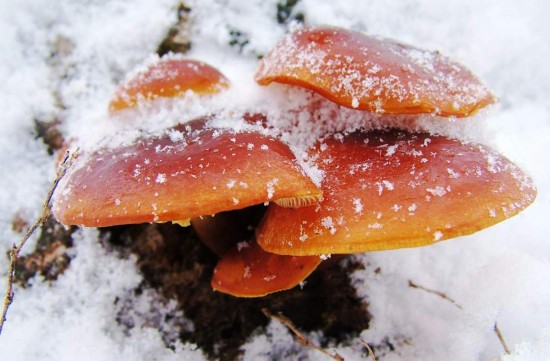 В Ландшафтном заказнике «Теплый Стан» открылся грибной сезон