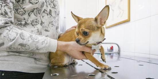 Завтра в Теплом Стане пройдет бесплатная вакцинация домашних животных