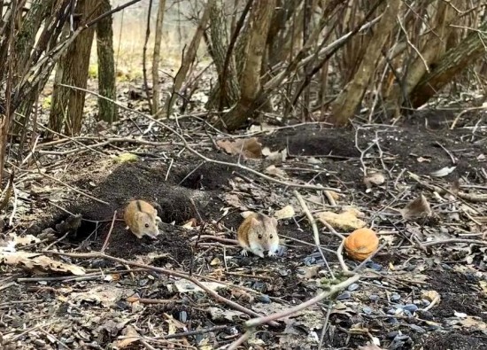 В Ландшафтном заказнике «Теплый Стан» активизировались полевые мыши