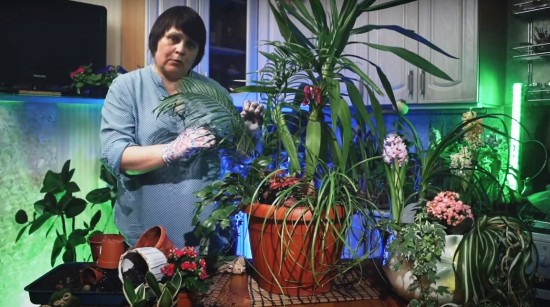 «Московское долголетие»: как перевезти комнатные растения на дачу