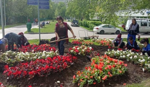 В Теплом Стане зацвели виола и петуния