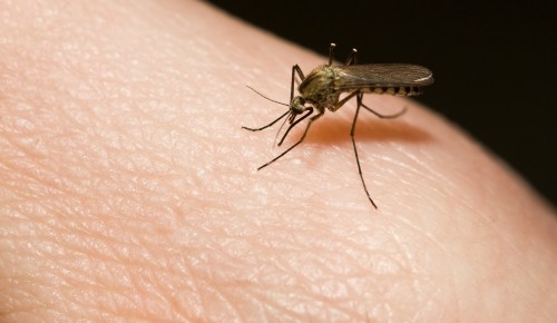 Врачи дали рекомендации по профилактике комариных укусов