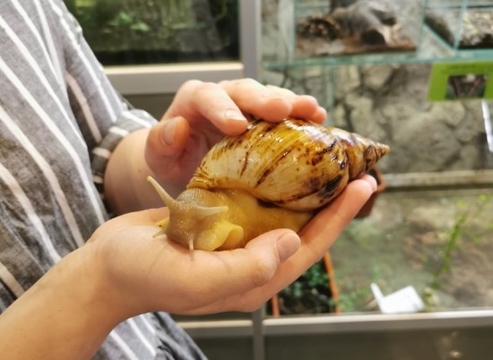 На инсектарий Дарвиновского музея совершено поползновение гигантских улиток