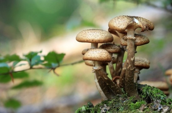 Жители Теплого Стана могут проверить свои знания грибов, решив кроссворд