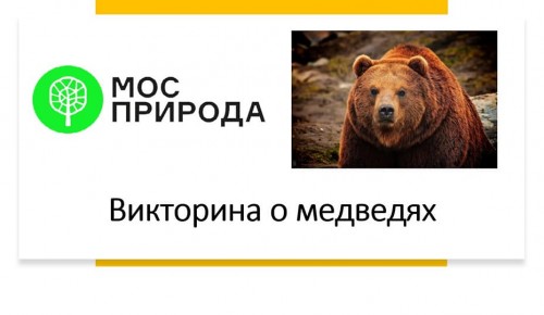 Экологи приглашают на онлайн-викторину «о медведях»