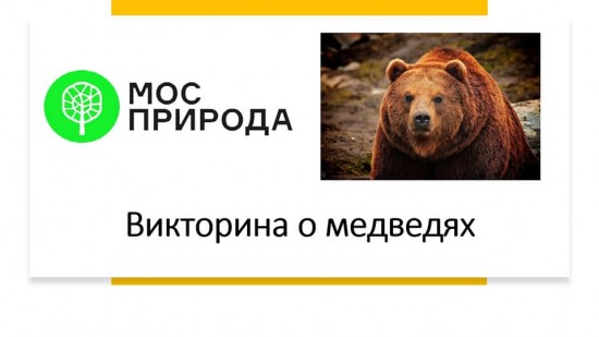 Экологи приглашают на онлайн-викторину «о медведях»