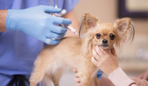 Завтра в Теплом Стане будет работать выездной пункт вакцинации домашних животных