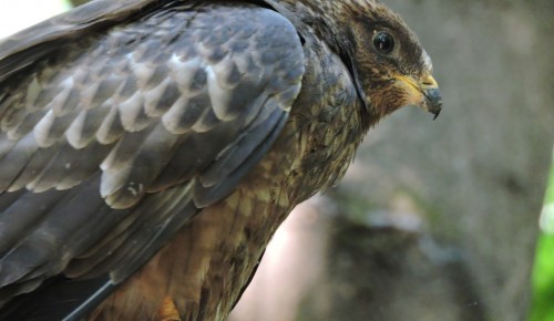 Экологи обнаружили в Ландшафтном заказнике «Теплый Стан» краснокнижных птиц