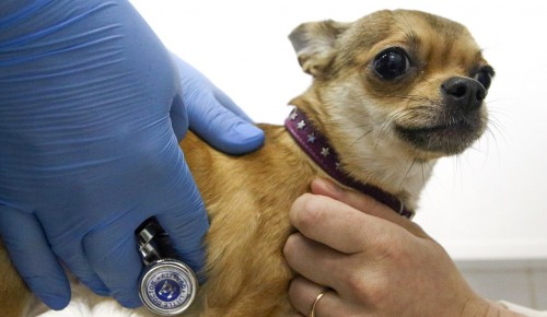 В Теплом Стане завтра будет работать выездной пункт вакцинации домашних животных