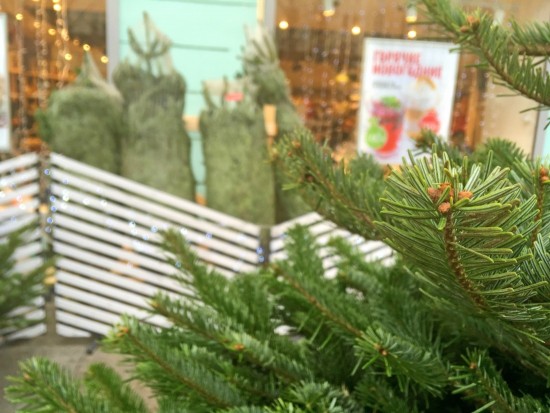 В Северном Бутове открыты пункты утилизации новогодних елок 