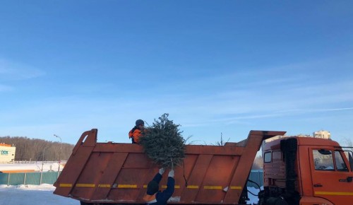 С января 2020 года и до конца февраля в Северном Бутове можно сдать новогодние елки на переработку