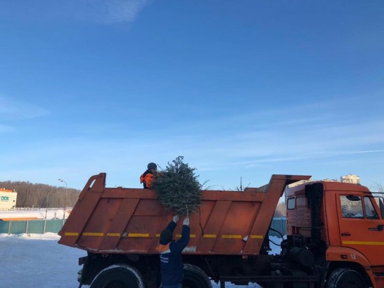 С января 2020 года и до конца февраля в Северном Бутове можно сдать новогодние елки на переработку