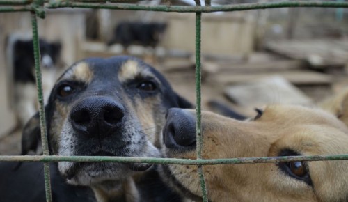 Собянин снял ограничения с работы волонтеров в приютах для животных