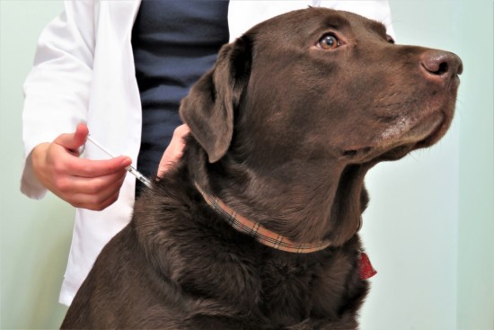 Ветеринар рассказал о самых опасных для человека болезнях, которые переносят домашние животные