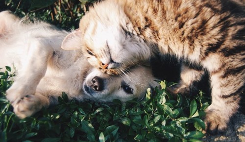 Жители Северного Бутова смогут бесплатно привить кошек и собак от бешенства в январе-феврале 2021 года