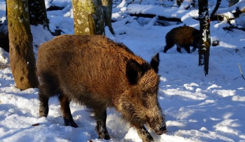 Экологи Мосприроды в преддверии Нового года объявили о старте зимнего учета животных