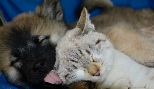 В Северном Бутове владельцы кошек и собак смогут бесплатно привить их от бешенства в январе-феврале