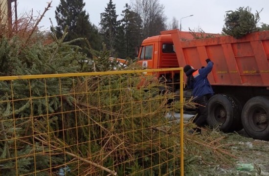 Жители Северного Бутова сдали 276 новогодних деревьев в рамках акции «Елочный круговорот»