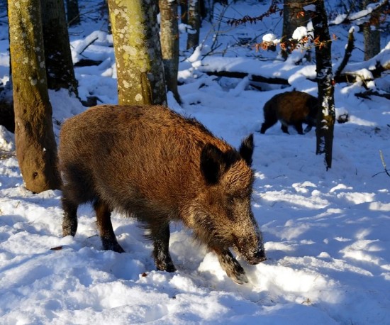 Экологи Мосприроды в преддверии Нового года объявили о старте зимнего учета животных