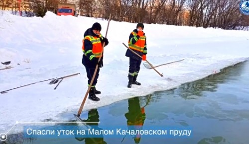 Широкую полынью для водоплавающих организовали сотрудники «Мосводостока» на Малом Качаловском пруду