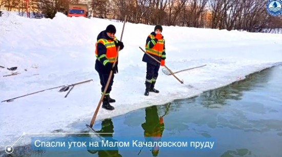 Широкую полынью для водоплавающих организовали сотрудники «Мосводостока» на Малом Качаловском пруду