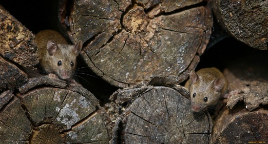 Чем похожи полевые и летучие мыши - об этом расскажут в "Битцевском лесу" 