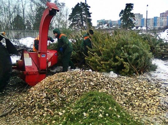 Утилизация елок в Ясеневе продлится до 1 марта 