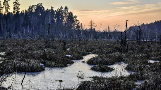 Экоцентр «Битцевский лес» приглашает отметить Всемирный день водно-болотных угодий