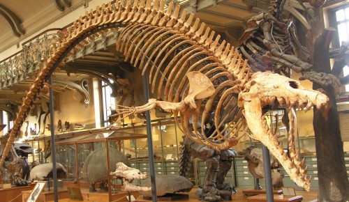 Жителей ЮЗАО приглашают на День Палеонтологического музея 