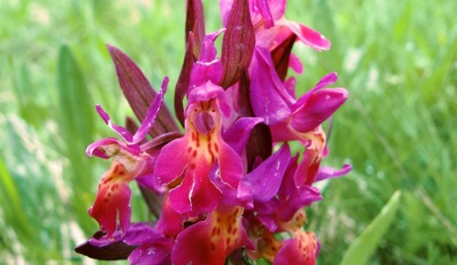В Битцевском лесу расцвела лесная орхидея 