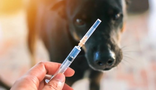 Специалисты просят ставить домашним животным прививки 
