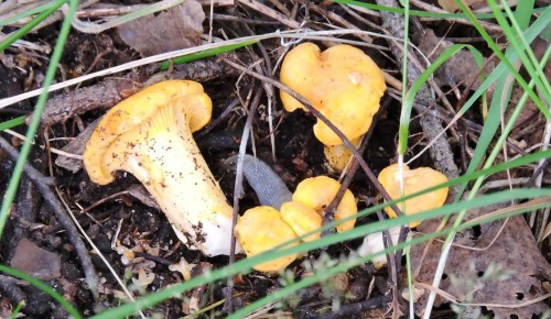 Роспотребнадзор не рекомендует есть выросшие в Ландшафтном заказнике «Теплый Стан» грибы