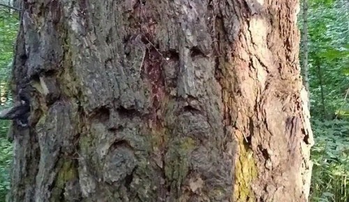 В районе Ясенево обнаружили дерево из фильма ужасов 