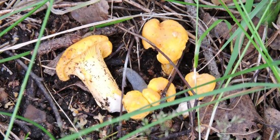 Роспотребнадзор не рекомендует есть выросшие в Ясеневе грибы