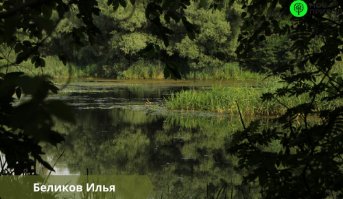 Битцевский лес стал одним из главных героев на конкурсе «Природные пейзажи» 
