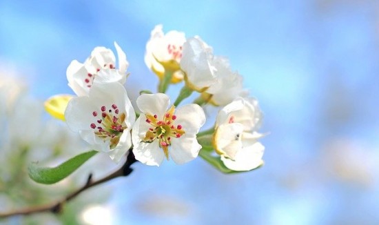 На улице Рокотова будущей весной зацветут яблони 