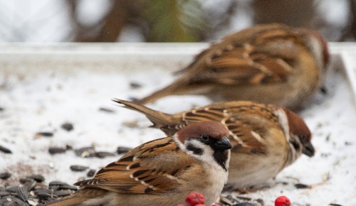 Экологи рассказали как правильно подкармливать птиц в Битцевском лесу 